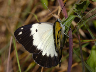 Belenois creona (African common white)