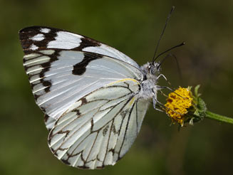 Belenois zochalia (Forest white)