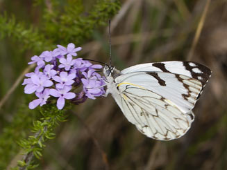 Belenois zochalia (Forest white)
