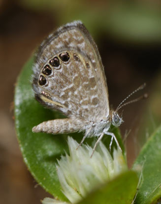 Brephidium metophis (Tinktinkie blue)