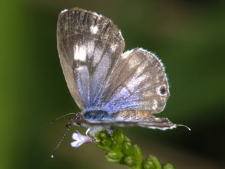 Cacyreus lingeus (Bush bronze)