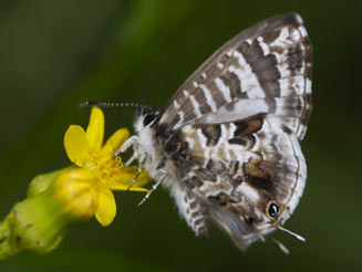 Cacyreus lingeus (Bush bronze)
