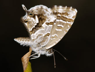 Cacyreus marshalli (Geranium bronze)