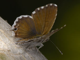 Cacyreus marshalli (Geranium bronze)