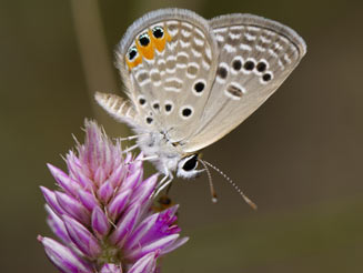 Chilades trochylus (Grass jewel blue)