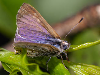 Chloroselas mazoensis (Purple gem)