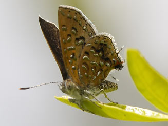 Chloroselas pseudozeritis (Brilliant gem)