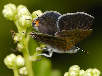 Chloroselas pseudozeritis (Brilliant gem)