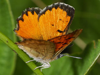 Chrysoritis lycegenes (Mooi river opal) 