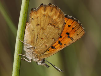 Chrysoritis lycegenes (Mooi river opal) 