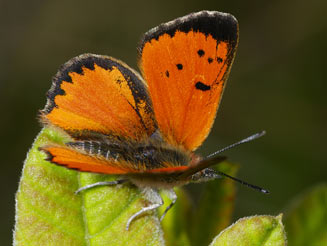 Chrysoritis lycegenes (Mooi river opal) 