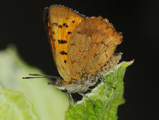 Chrysoritis lycegenes (Mooi river opal) 