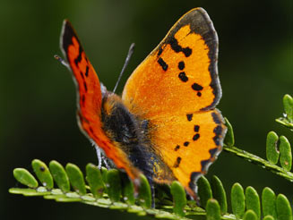 Chrysoritis natalensis (Natal opal) 