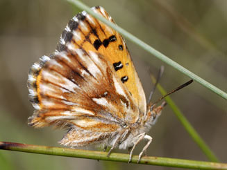 Chrysoritis orientalis (Eastern opal)