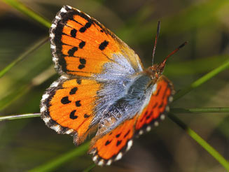 Chrysoritis orientalis (Eastern opal)