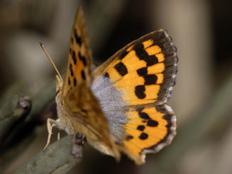 Chrysoritis perseus (Perseus opal)