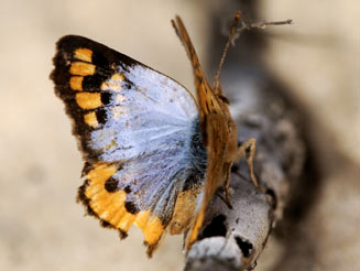 Chrysoritis perseus (Perseus opal)