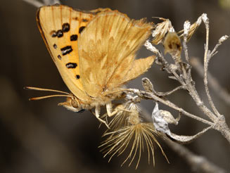 Chrysoritis thysbe (Common opal)