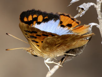 Chrysoritis thysbe (Common opal)