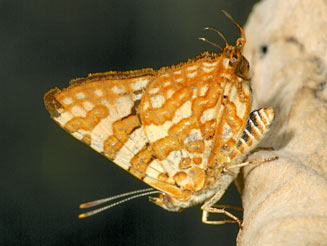 Cigaritis homeyeri