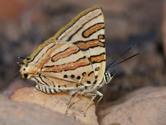 Cigaritis mozambica (Mozambique bar)