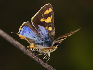 Cigaritis mozambica (Mozambique bar)