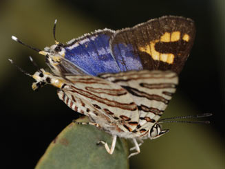 Cigaritis natalensis (Natal bar)