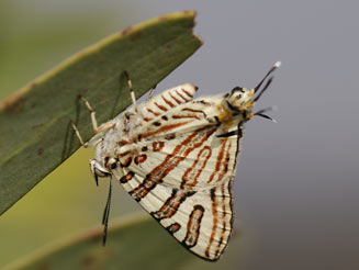 Cigaritis natalensis (Natal bar)
