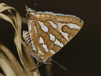 Cigaritis phanes (Silvery bar)