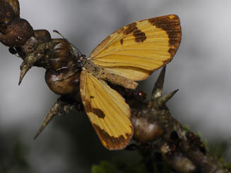 Cnodontes penningtoni (Pennington's buff)