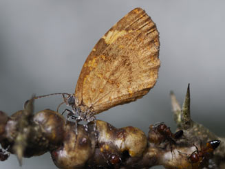 Cnodontes penningtoni (Pennington's buff)