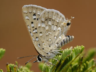 Crudaria leroma (Silver-spotted grey)