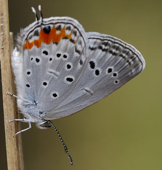 Cupidopsis jobates (Tailed meadow blue)