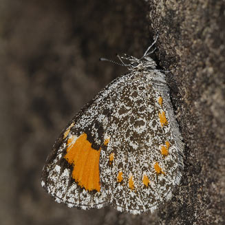 Durbania amakosa (Amakosa rocksitter)