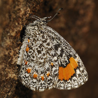 Durbania amakosa (Amakosa rocksitter)