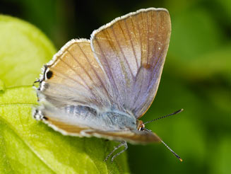 Deudorix antalus (Brown playboy)