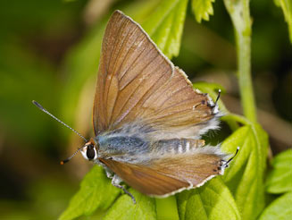 Deudorix antalus (Brown playboy)