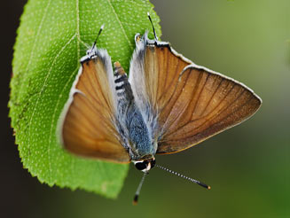 Deudorix antalus (Brown playboy)