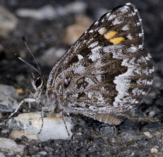 Durbaniopsis saga (Boland rocksitter)