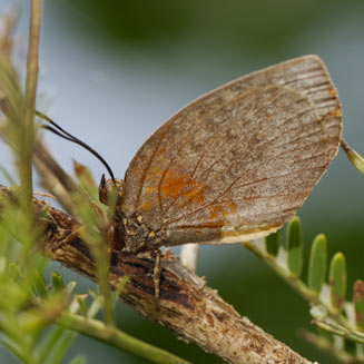 Deloneura millari (Millar's buff)