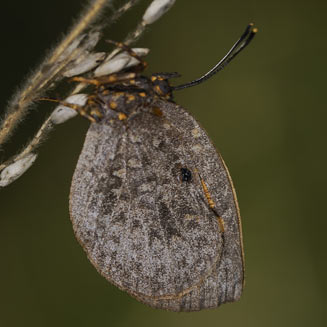 Deloneura millari (Millar's buff)
