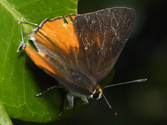 Deudorix dariaves (Black-and-orange playboy)