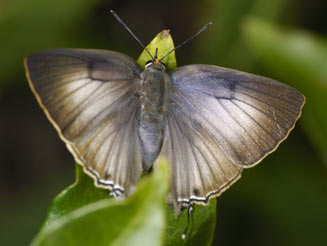 Deudorix diocles (Orange-barred playboy)