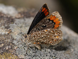 Durbania limbata (Natal rocksitter)