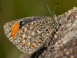 Durbania limbata (Natal rocksitter)