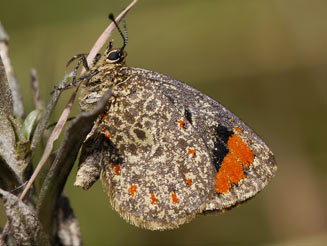 Durbania limbata (Natal rocksitter)