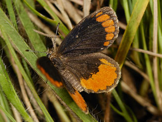Durbania limbata (Natal rocksitter)