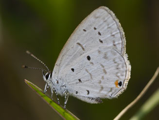 Eicochrysops hippocrates (White-tipped blue)