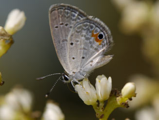 Eicochrysops messapus (Cupreous blue)