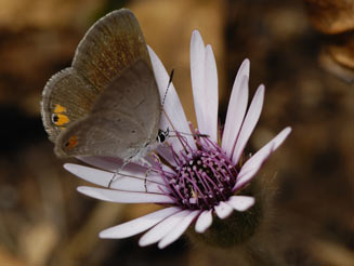 Eicochrysops messapus (Cupreous blue)